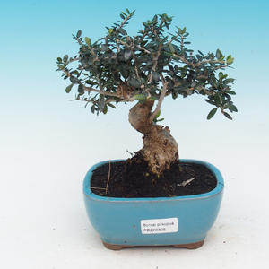 Venkovní bonsai -Modřín opadavý VB14305