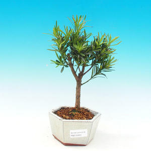 Pokojová bonsai-Podocarpus- kamenný tis PB216306
