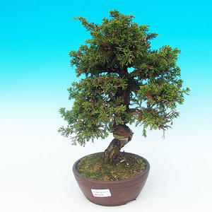 Venkovní bonsai - Jalovec čínský VB14306