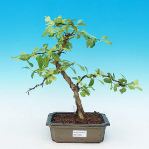 Pokojová bonsai - Duranta PB215306