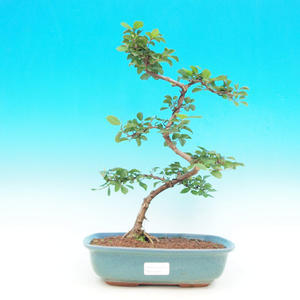 Pokojová bonsai Hvězdice levandulová PB214306