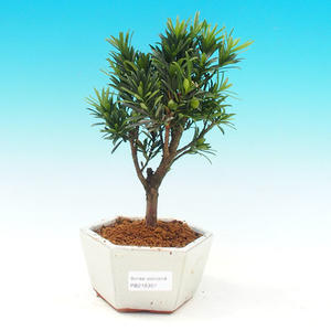 Pokojová bonsai-Podocarpus- kamenný tis PB216307