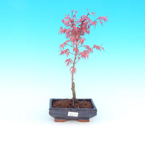 Venkovní bonsai - Jalovec čínský ITOIGAVAVB14307