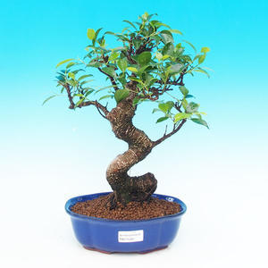 Pokojová bonsai - malolistý fíkus PB215307