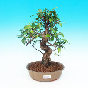 Pokojová bonsai - malolistý fíkus PB215308