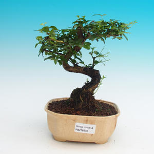Pokojová bonsai-Podocarpus- kamenný tis PB216308