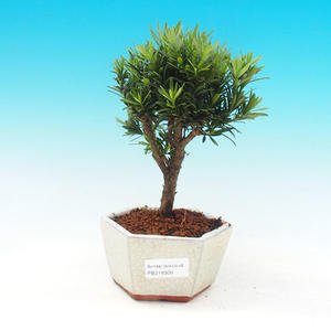 Pokojová bonsai-Podocarpus- kamenný tis PB216309
