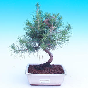 Venkovní bonsai - Cypřišek obtusa VB14310