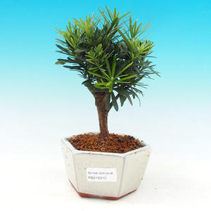 Pokojová bonsai-Podocarpus- kamenný tis PB216310
