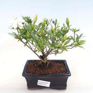 Mini bonsai miska
