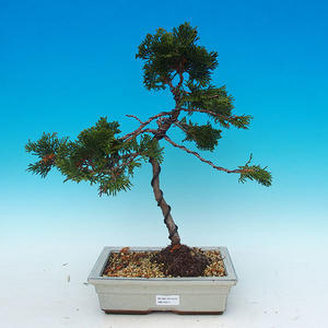 Venkovní bonsai - Cypřišek obtusa VB14311