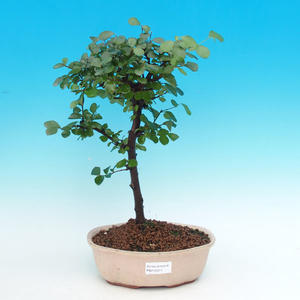 Pokojová bonsai - malolistý jilm PB213101
