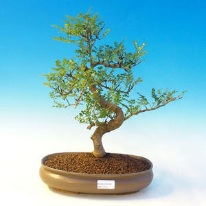 Venkovní bonsai - Cypřišek hrachonosný VB14312
