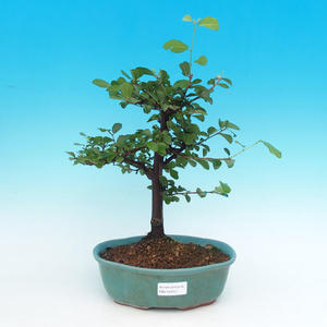 Pokojová bonsai Hvězdice lavandulová PB215312