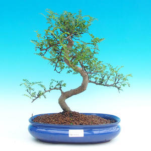 Pokojová bonsai -Pepřovník PB214313