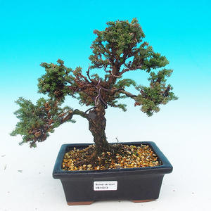 Venkovní bonsai - Cypřišek hrachonosný VB14313