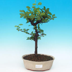 Pokojová bonsai - malolistý jilm PB213103