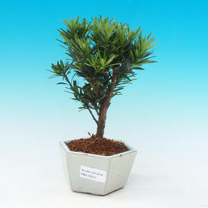 Pokojová bonsai-Podocarpus- kamenný tis PB216314
