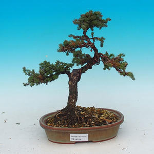 Venkovní bonsai - Cypřišek hrachonosný VB14314