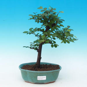 Pokojová bonsai Hvězdice lavandulová PB215314