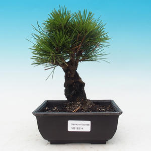 Venkovní bonsai -Morus alba - moruše