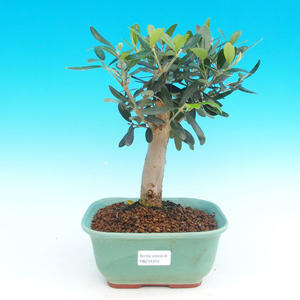 Pokojová bonsai - Oliva evropská PB214315