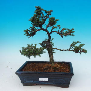 Venkovní bonsai - Cypřišek hrachonosný VB14315