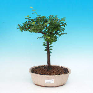 Pokojová bonsai Hvězdice lavandulová PB215315