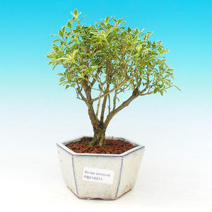 Keramická bonsai miska T30316