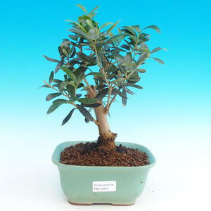 Pokojová bonsai - Oliva evropská PB214316