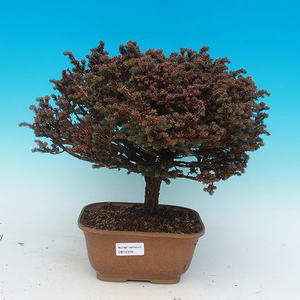 Venkovní bonsai - Cypřišek hrachonosný VB14316