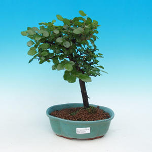Pokojová bonsai Hvězdice lavandulová PB215316