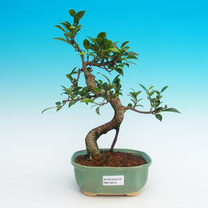 Pokojová bonsai - malolistý jilm PB21316