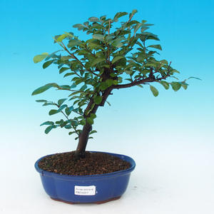 Pokojová bonsai Hvězdice lavandulová PB215317