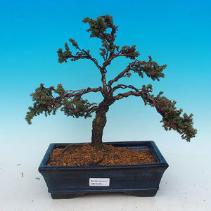 Venkovní bonsai - Cypřišek hrachonosný VB14318