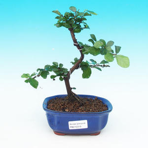 Pokojová bonsai Hvězdice levandulová PB215318