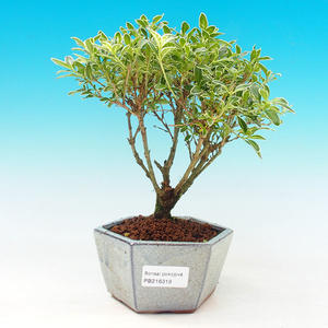 Keramická bonsai miska T30318