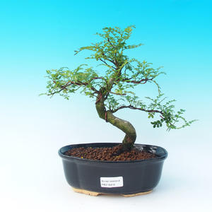 Venkovní bonsai -Borovice kleč VB14319