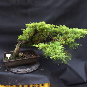 Jalovec - Juniperus sabina NO-31