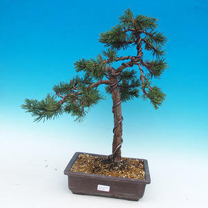 Venkovní bonsai -Borovice kleč VB14320