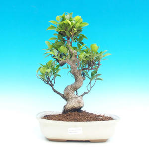 Pokojová bonsai - malolistý fíkus PB214320