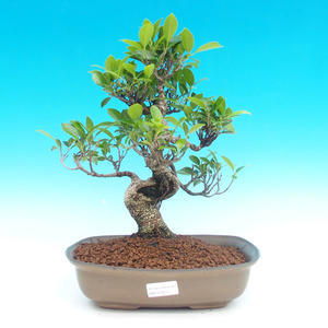 Pokojová bonsai - malolistý fíkus PB214321