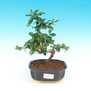 Venkovní bonsai -Borovice kleč VB14321