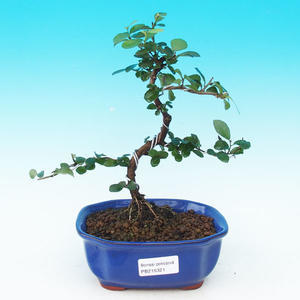 Pokojová bonsai Hvězdice levandulová PB215321