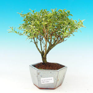 Pokojová bonsai - malolistý fíkus PB214322