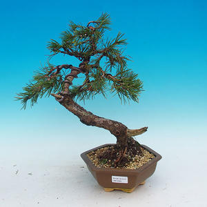 Venkovní bonsai -Borovice lesní VB14322