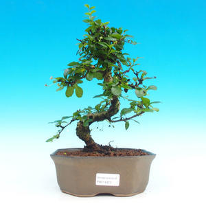 Pokojová bonsai - Carmona macrophylla PB214323