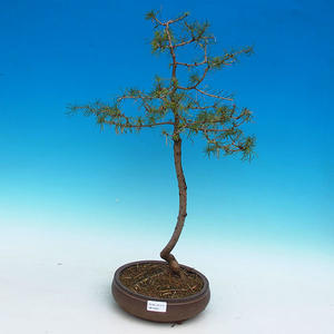 Venkovní bonsai -Modřín opadavý VB14323