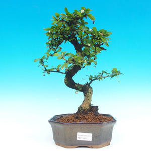 Pokojová bonsai - Carmona macrophylla PB214324