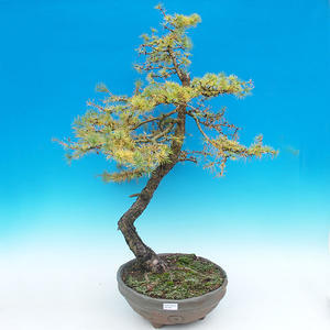 Venkovní bonsai -Modřín opadavý VB14324